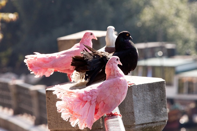 上拼搏的球 上拼搏的球