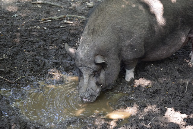 到公牛时期 到公牛时期